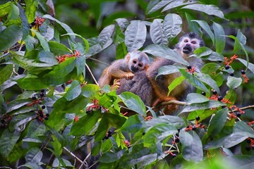 Spider Monkey, Ateles Geoffroi, mother and baby endangered, in tropical jungle trees of Costa Rica. America.