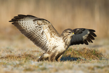 landing Common buzzard Buteo buteo in the fields in winter snow, buzzards in natural habitat, hawk bird on the ground, predatory bird close up winter bird
