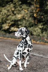 cute dalmatian dog with black spots standing in forest