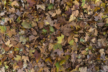 Autumn seasonal background of falling autumn golden, red and orange colored leaves on the floor