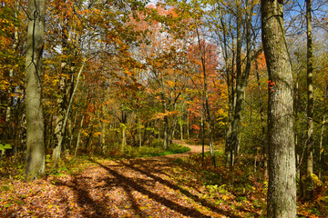 Naklejka premium Forêt Drummond 16 Octobre 2022