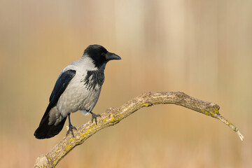 Bird Hooded Crow Corvus corone bird sitting on branch