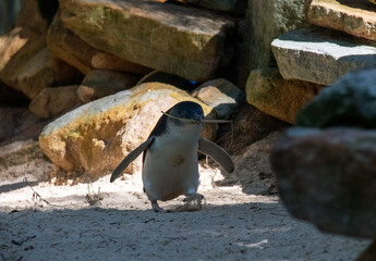 Little Blue Penguin (Eudyptula minor)