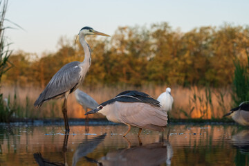 Gray heron and night heron fishing in shallow water.