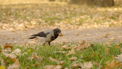 raven walking on a ground looking for acorns in autumn leaves