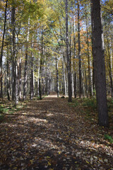 Forêt Drummond 16 Octobre 2022