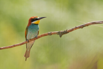 European Bee-Eater Merops apiaster perched on Branch near Breeding Colony. Wildlife scene of Nature in Northern Poland - Europe	