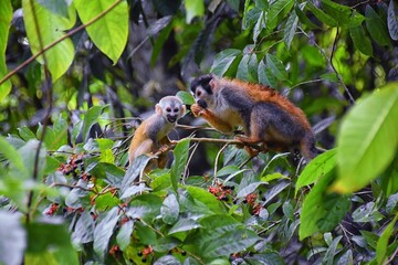 Spider Monkey, Ateles Geoffroi, mother and baby endangered, in tropical jungle trees of Costa Rica. America.