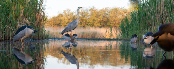 Panorama with Night herons and a Gray heron in the midle