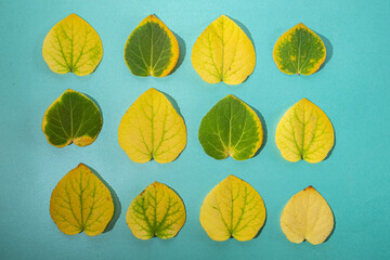 Pattern of autumn bright leaves on a blue background