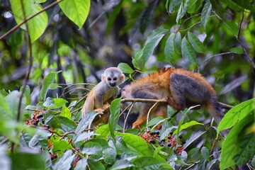 Spider Monkey, Ateles Geoffroi, mother and baby endangered, in tropical jungle trees of Costa Rica. America.