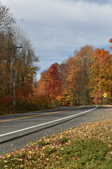 Forêt Drummond 16 Octobre 2022