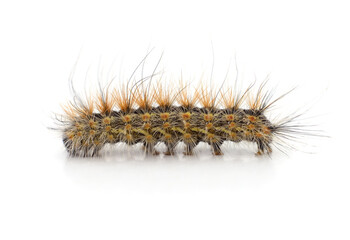 One hairy brown caterpillar.
