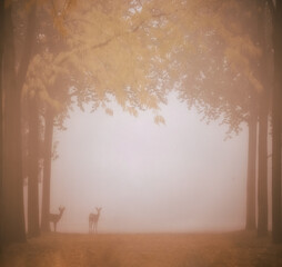 Naklejka na ściany i meble deers on a foggy morning 