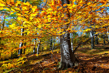 jesień w lesie