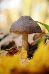 Mushroom with a round cap on the ground among foliage and grass. Walk in the autumn forest. Quiet hunting. Yellow fallen leaves. Autumn harvest.