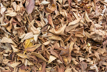 Photo of fallen dry leaves on the ground. Slightly out of focus frame to use as background