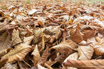 Close-up photo of fallen dry leaves on the ground. Slightly out of focus frame to use as background