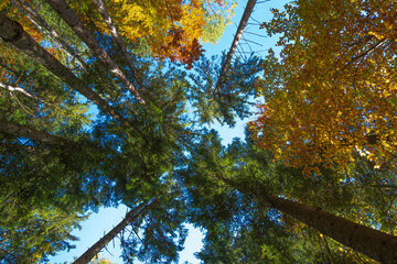 sonsnovy forest view from below, carpathians ukraine