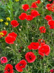Beautiful blooming red poppies