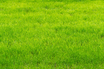 green grass background