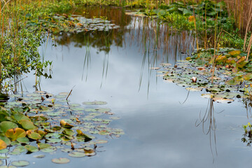 autumn leaves on the lake