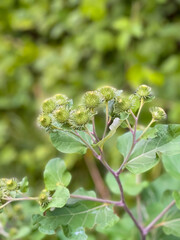 The dandelion that is about to blossom
