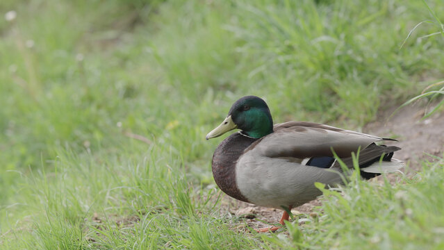ducks resting on a ground near pond