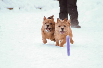 dogs walking outdoor in snow in winter time