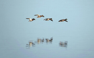 Four mallard ducks flying low over a lake. 