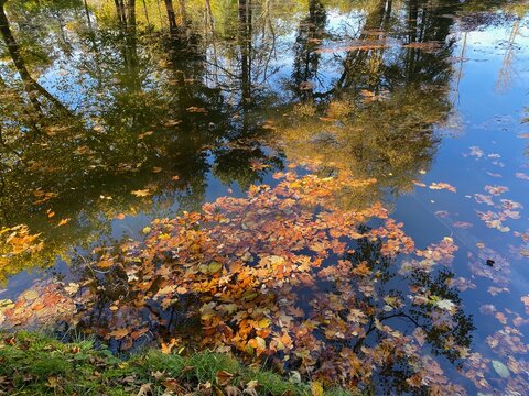 Herbstlaub im Wasser 