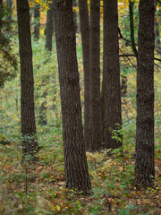 autumn forest in the morning