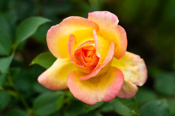 yellow and pink colored rose in garden
