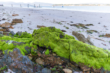 ALGAS VERDES EN ROCAS DE MAR ATLANTICO