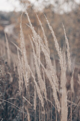 Fototapeta premium Pampas grass in autumn. Natural background. Dry beige reed. Pastel neutral colors and earth tones. Banner. Selective focus.