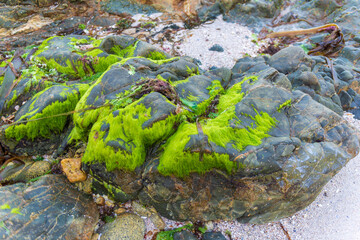 ALGAS VERDES EN ROCAS DE MAR ATLANTICO