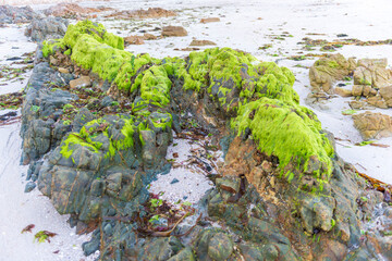ALGAS VERDES EN ROCAS DE MAR ATLANTICO