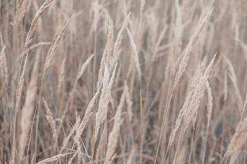 Pampas grass in autumn. Natural background. Dry beige reed. Pastel neutral colors and earth tones. Banner. Selective focus.