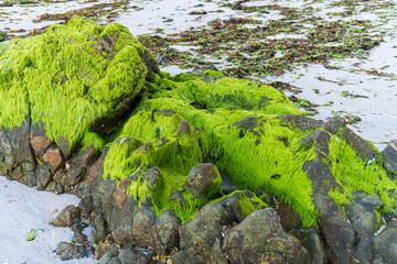 ALGAS VERDES EN ROCAS DE MAR ATLANTICO