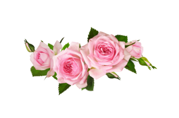 Pink rose flowers in a wave floral arrangement isolated