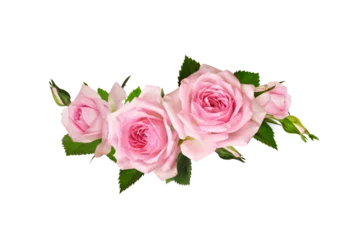 Foto op Plexiglas Pink rose flowers in a wave floral arrangement isolated © Ortis
