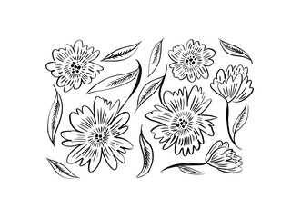 Abstract vector contour flowers set. Hand drawn doodle style peonies or chrysanthemums. Large daisy heads in bloom with leaves with veins. Hand drawn sketch flowers in doodle style.