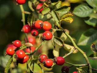Red rose hips of dog rose. Rosa canina, commonly known as the dog rose, is a variable climbing, wild rose species native to Europe.
