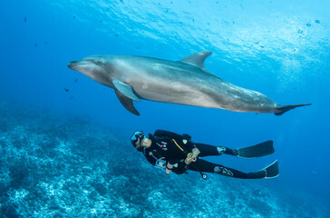 Dolphin and diver