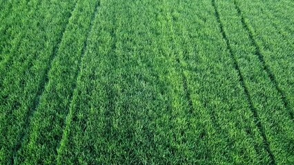 Drone Shot Above young Fields of Wheat in spring