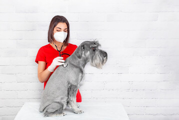 A veterinarian working in a clinic with a dog using a stethoscope. Wearing protective gloves and a mask during quarantine. Pet Health. Copy space