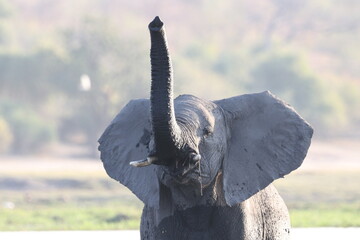 baby elephant trunk up