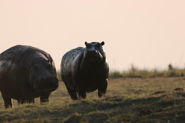 hippo at sunset