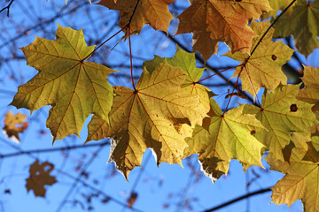 Naklejka na ściany i meble Orange maple leaves on a tree branch against blue sky. Autumn season, natural fall background