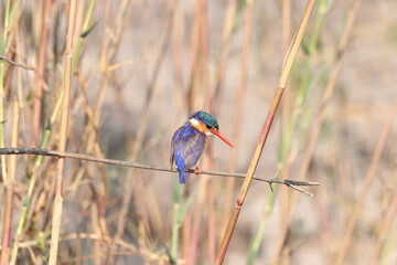 Malachite kingfisher on a branch